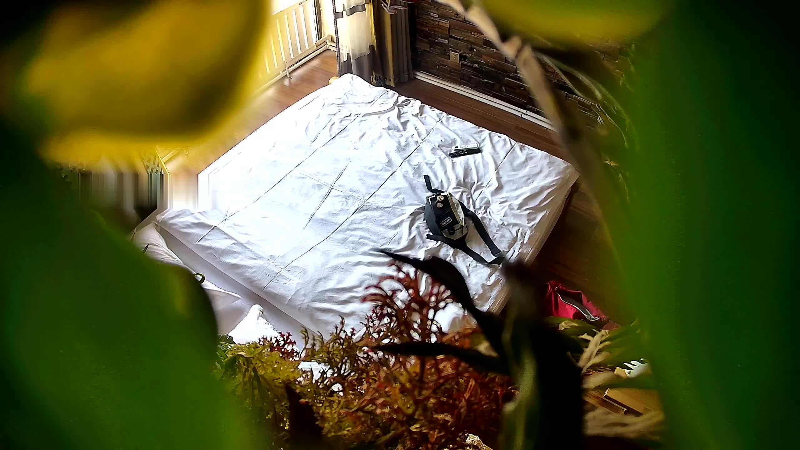极品大学情侣 爱笑的美女还喜欢舔男友大屌