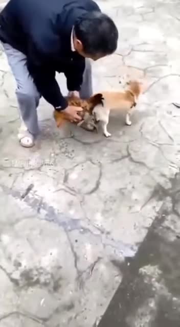 跨越物种的爱恋❤️❤️❤️