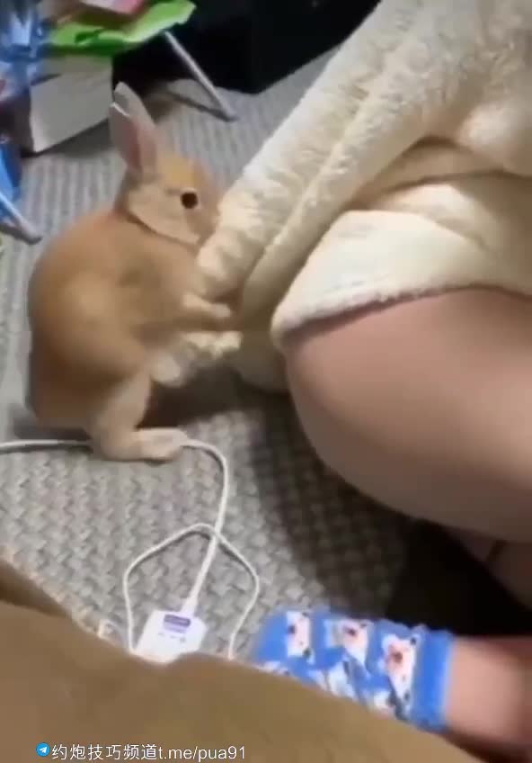 吃瓜 猎奇 人兽

给兔子打飞机