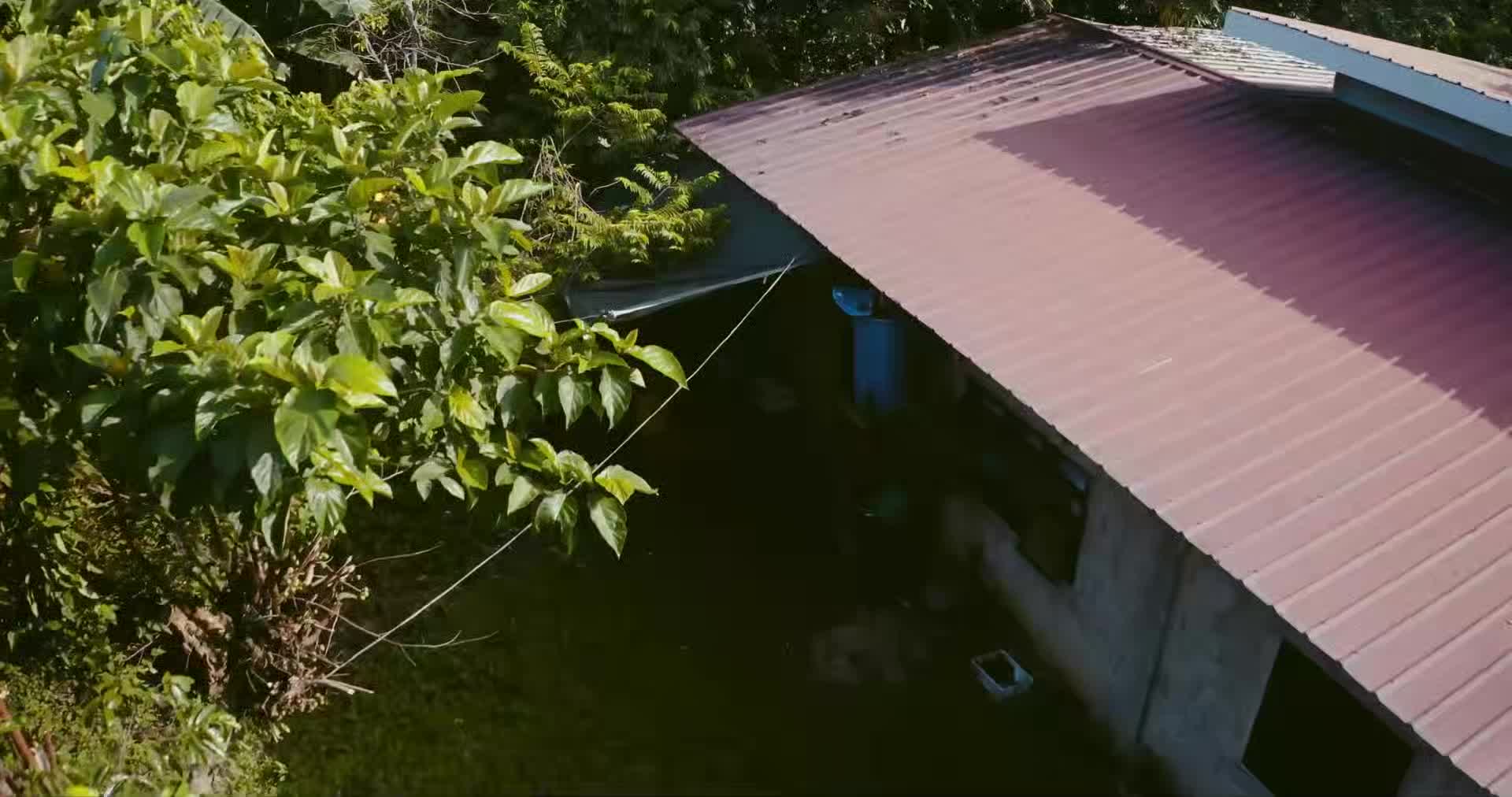 ligaw na bulaklak 2023 1080p tagalog web-dl hevc x265 bone