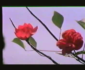 人面桃花