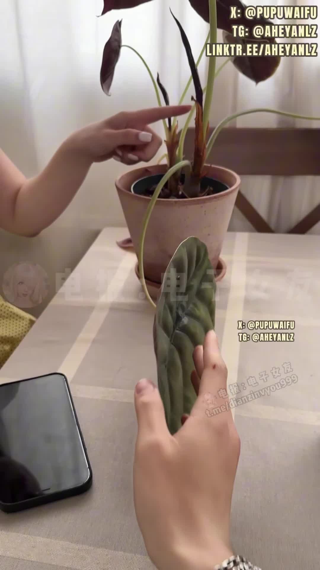 #噗噗pupu 完整版