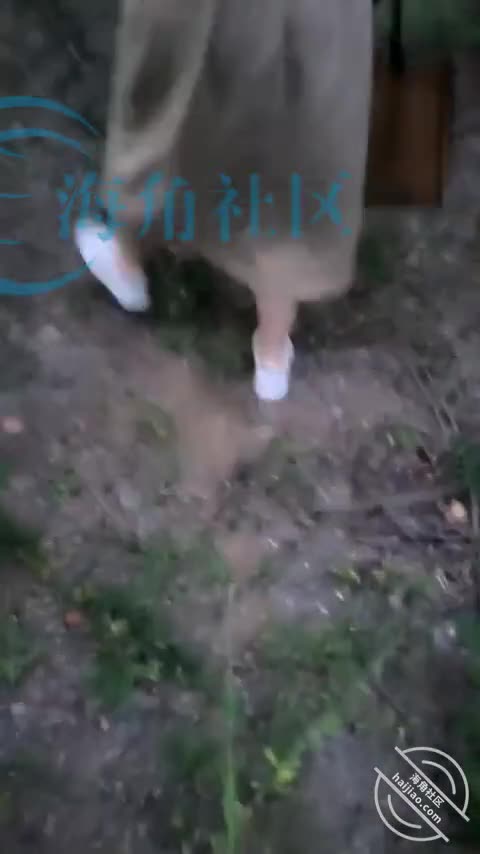 原创11 妈妈被我调教的饥渴难耐，刚入小树林就迫不及待的咬住我的大鸡巴！[一家人的幸福生活]@YYWY88