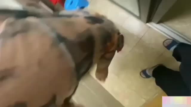 真实通奸大姨子穿旗袍勾引妹夫，无套内射夹住妹夫给的精液，声音很骚可射